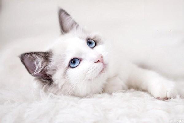 猫咪也会得白血病吗
