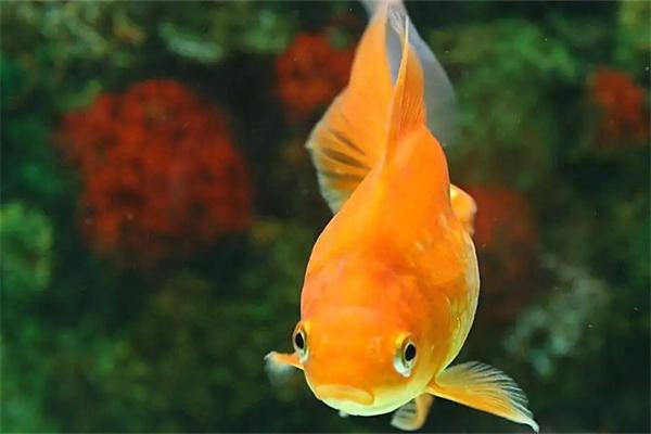 金鱼可以与哪些清洁鱼混养？