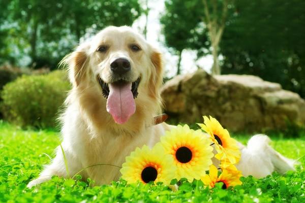 大型犬種類有哪些