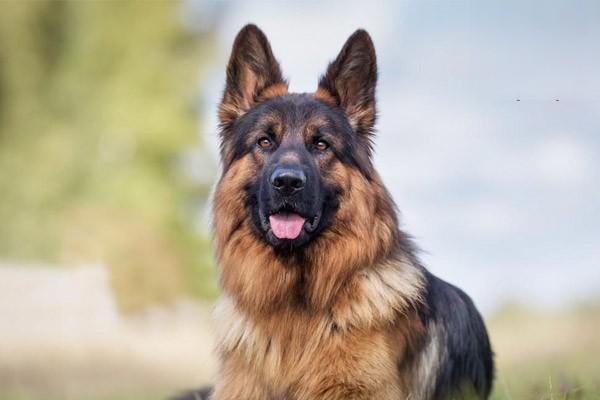 威瑪獵犬多少錢一隻 威瑪獵犬怎麼養