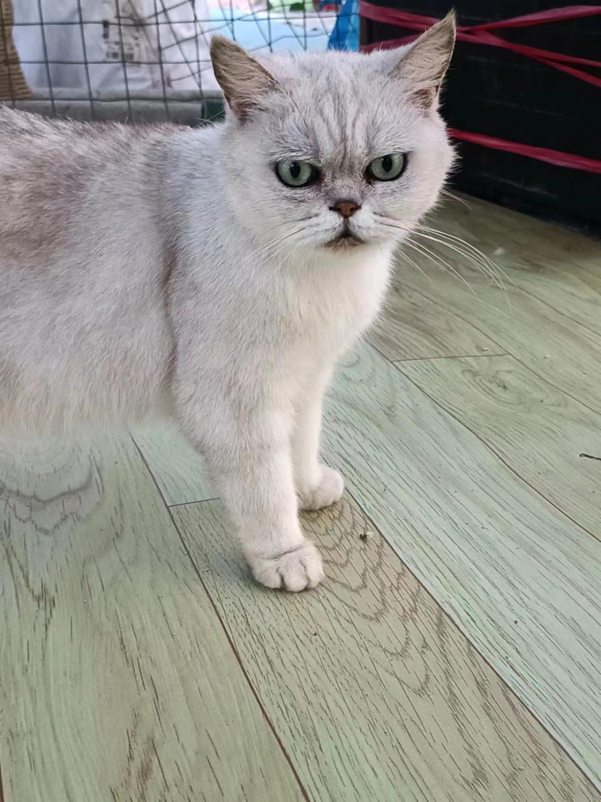 猫咪生气