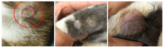 猫癣初期症状