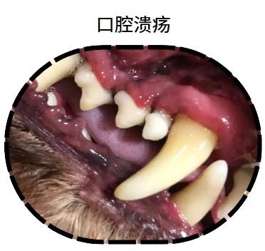 狗狗口腔溃烂发臭？这些妙招来解忧！