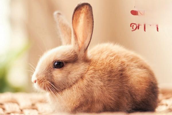 兔子眼睛有白色分泌物怎么办？