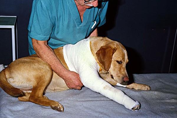 犬猫骨折扭伤、烧伤等常见外伤感染的用药处理方法