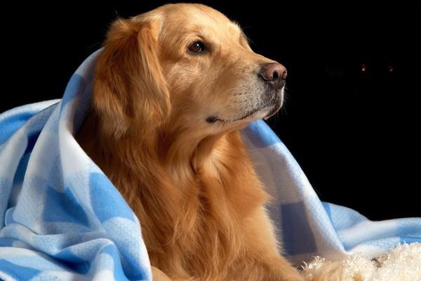 狗狗的3种呼吸异常情况及处理方法