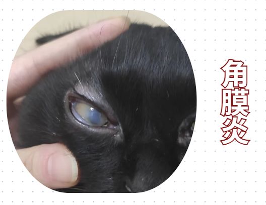 貓咪流眼淚分泌物多用什么藥