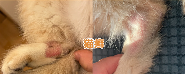 猫癣用什么药治疗