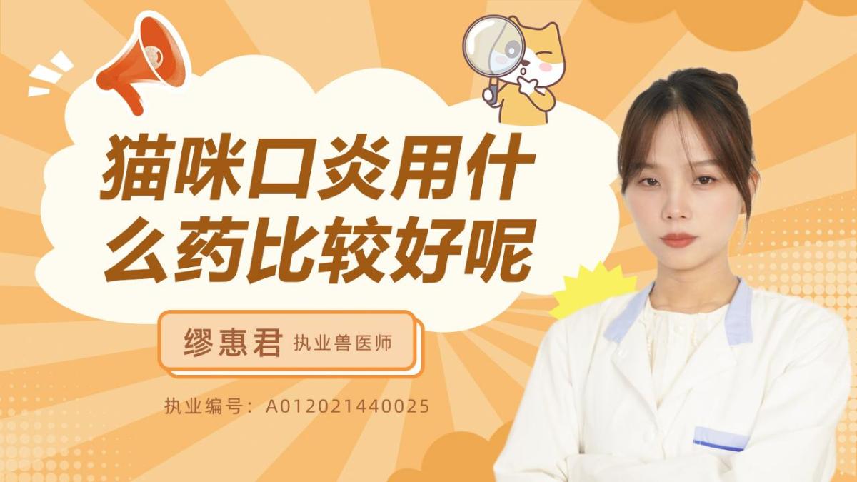 猫咪口炎用什么药比较好呢？