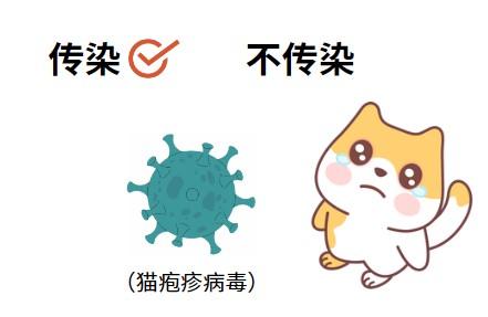 猫鼻支会不会传染给其他猫咪？