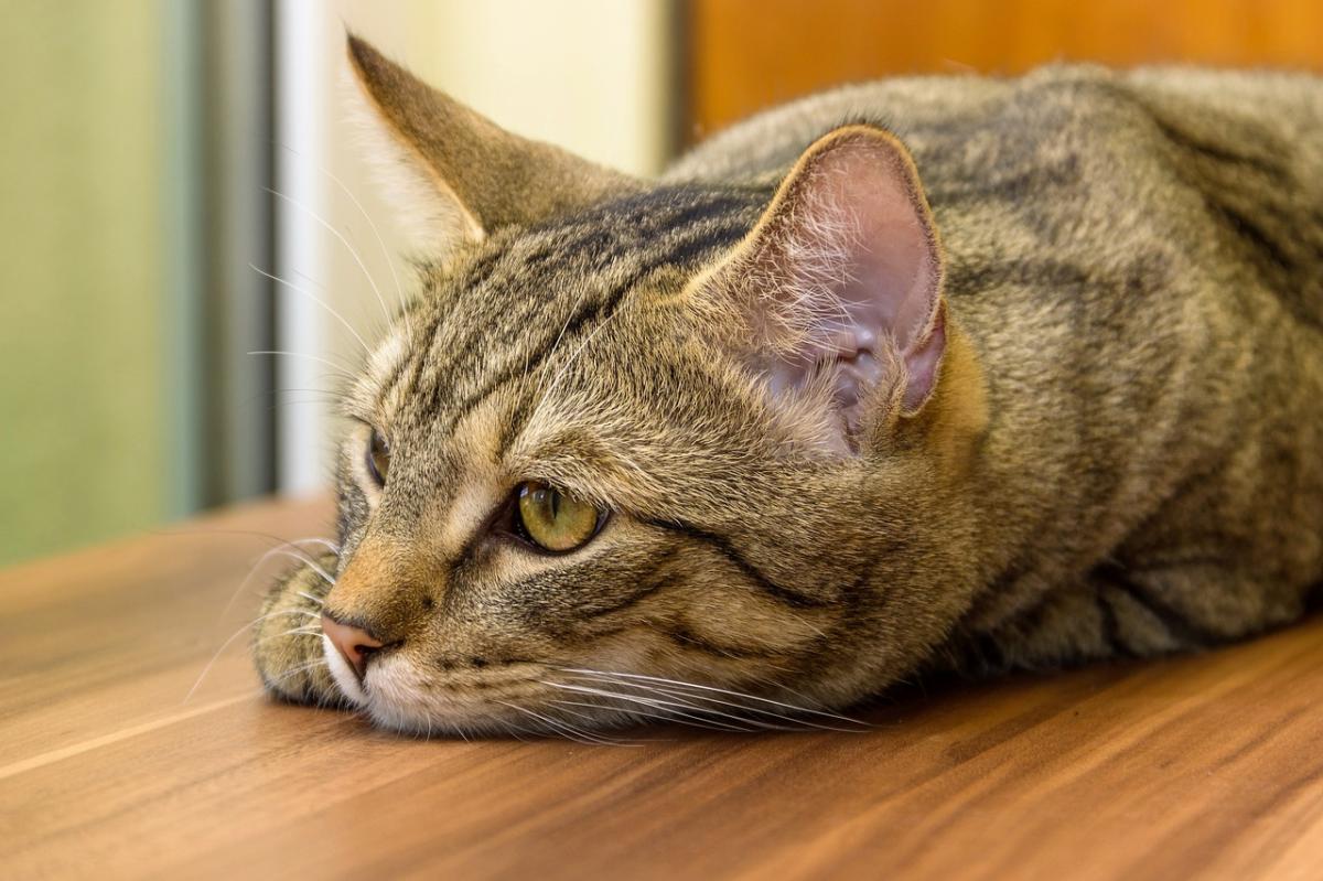 猫吐白色粘液是不是猫瘟？看这2个症状就能初步判断