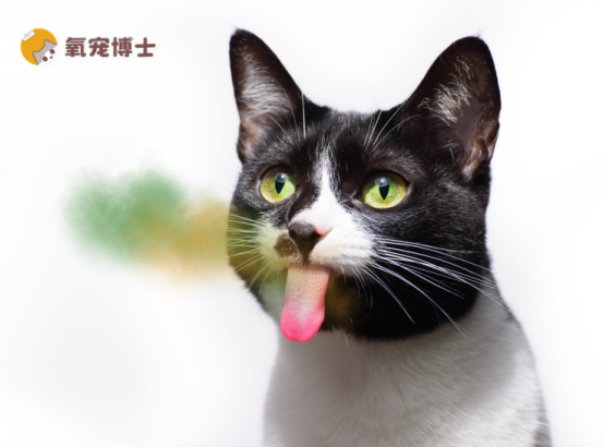 猫咪嘴里有一股腐烂的味道