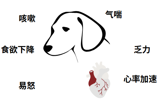 博美犬心脏肥大