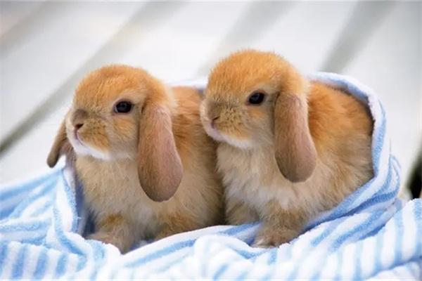 兔子为什么会便秘？