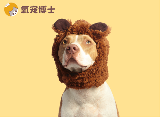 狗狗耳朵发炎反复不好？找准病因 +用对药是关键！
