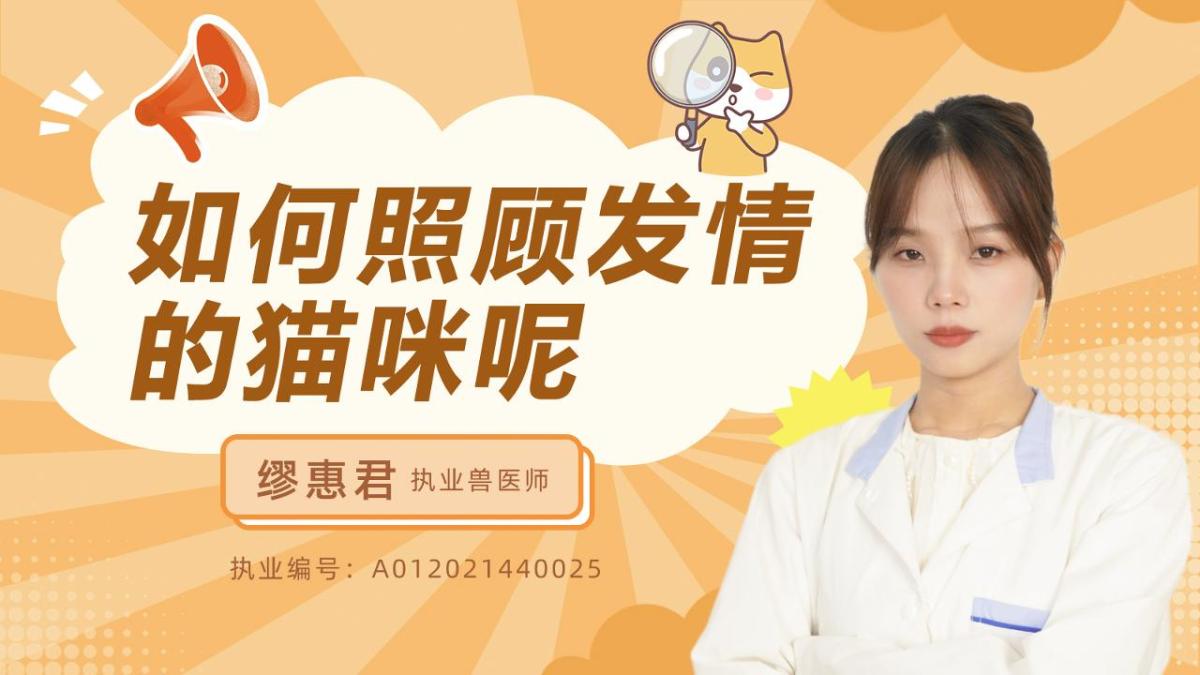 如何照顾发情的猫咪呢？