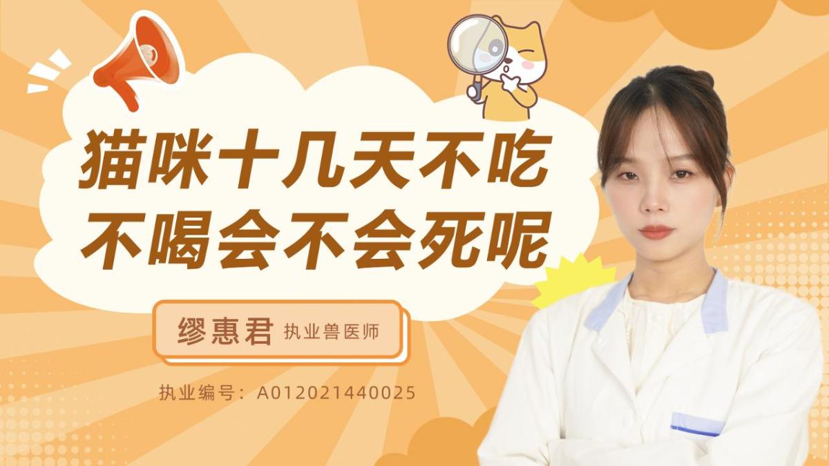 貓咪十幾天不吃不喝會(huì)不會(huì)死呢？