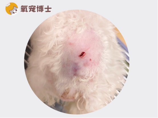 狗狗被别的狗咬伤了怎么办？