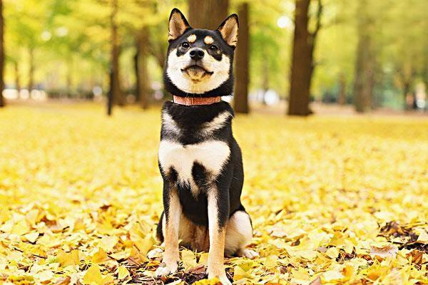 狗狗生活日常知識科普