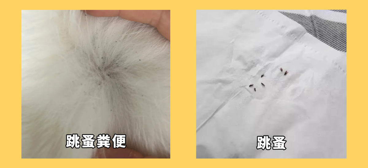 猫咪寄生虫感染