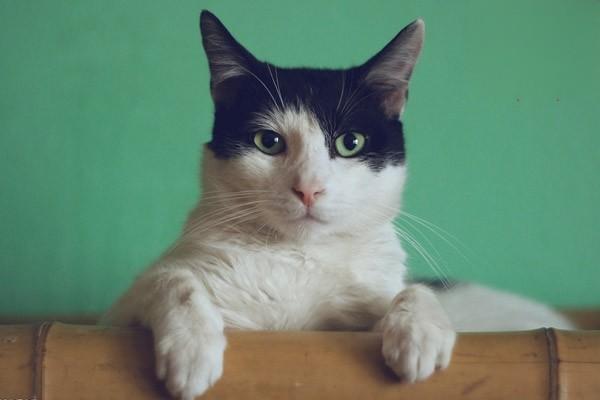 猫咪挑食怎么办