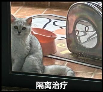 猫鼻支前期最明显的症状是哪些？