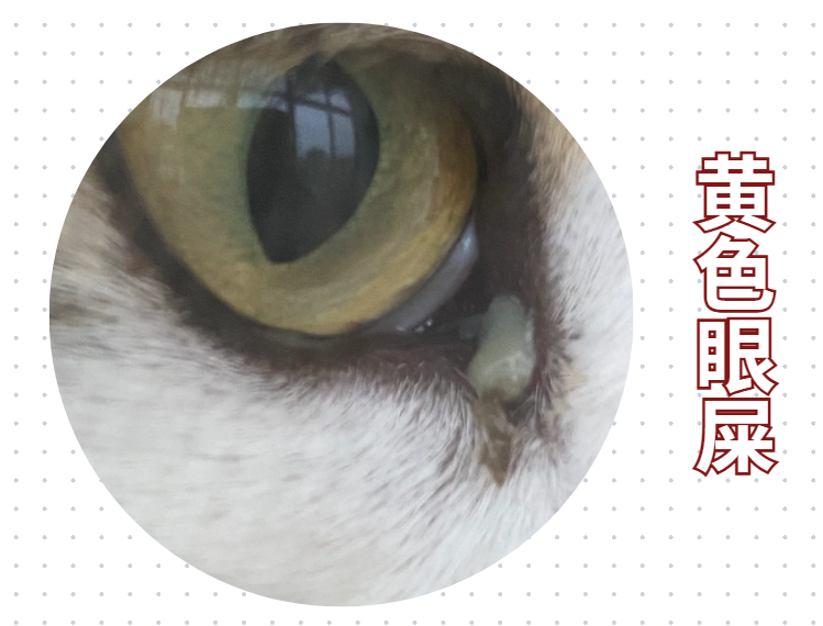 猫眼睛流脓一样的眼屎