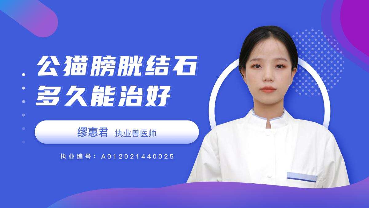 公猫膀胱结石多久能治好？