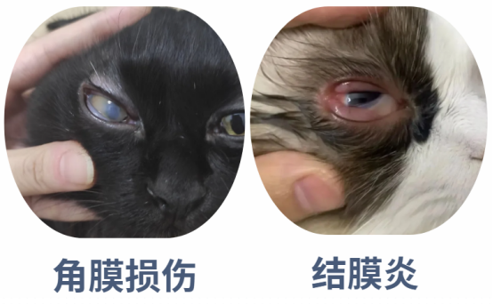猫咪眼流泪