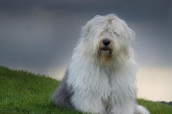 古牧犬的性格好不好