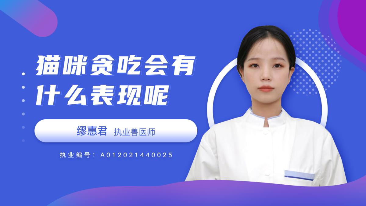 猫咪贪吃会有什么表现呢？