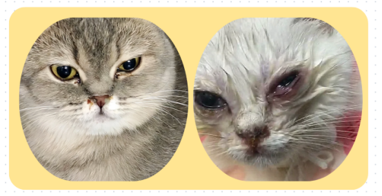 猫鼻支