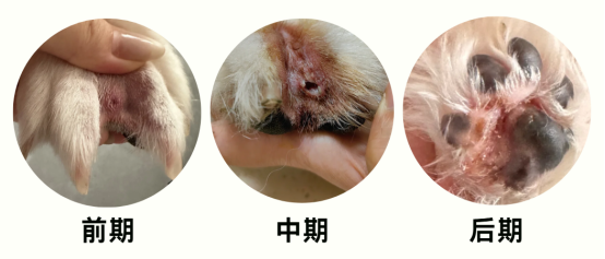 狗狗频繁舔爪子怎么回事？