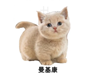 适合女生的猫咪