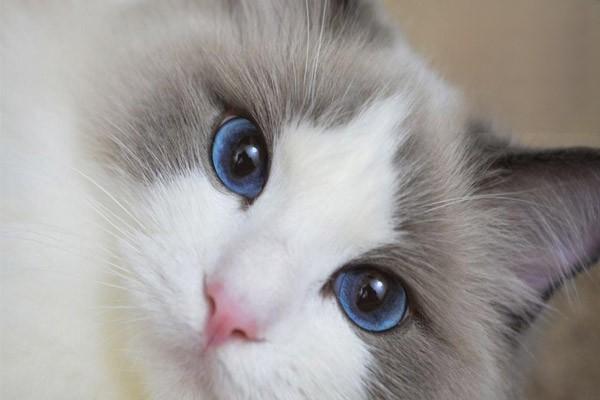 猫自发性膀胱炎，什么是猫自发性膀胱炎