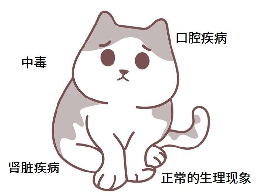 猫流口水怎么处理？找对病因再用药