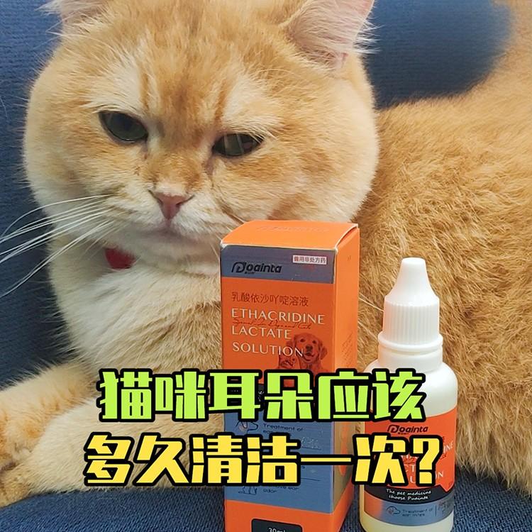 猫咪耳朵应该多久清洁一次？