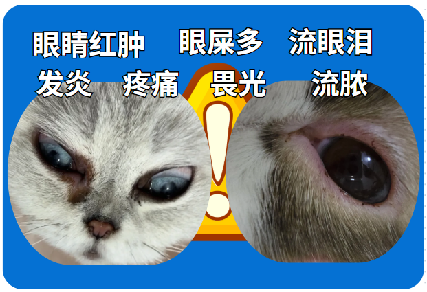 猫咪眼睛发炎睁不开，流脓分泌物用什么眼药水？