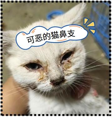 判断猫鼻支，这些症状要知道！