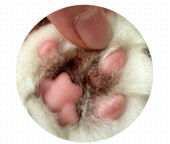 猫脚瘸了怎么回事