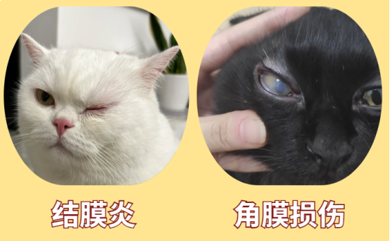貓眼睛流膿