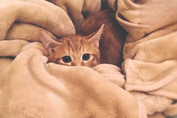猫咪为什么在秋冬总是生病
