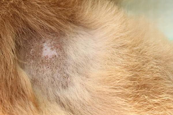 狗狗细菌感染，狗狗真菌感染，狗皮肤病，狗真菌细菌感染怎么治