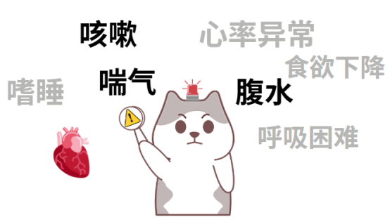 猫咪心脏不好的症状表现