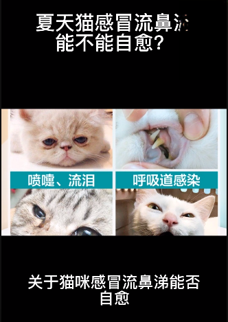 关于猫咪感冒流鼻涕能否自愈