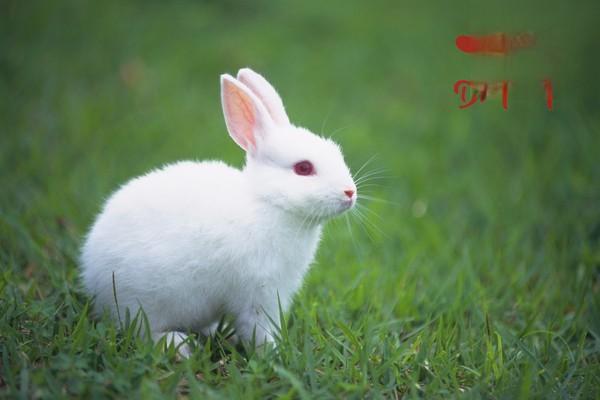 兔子怎么养才能长得快？