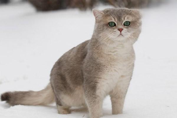 猫体内驱虫猫驱虫药猫体外寄生虫猫驱虫，猫咪体内外驱虫说明与注意事项