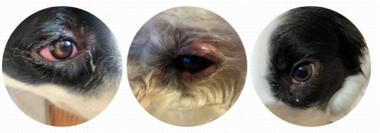 狗狗眼屎多怎麼辦？