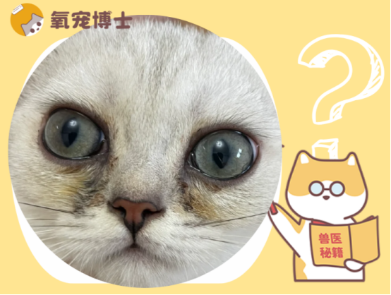 貓咪眼睛流淚有黃褐色分泌物？可能是健康警報(bào)！