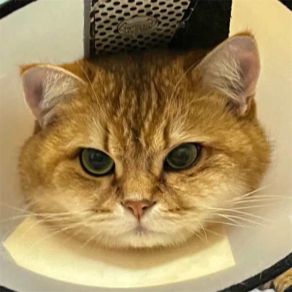 猫咪结膜炎用什么药？
